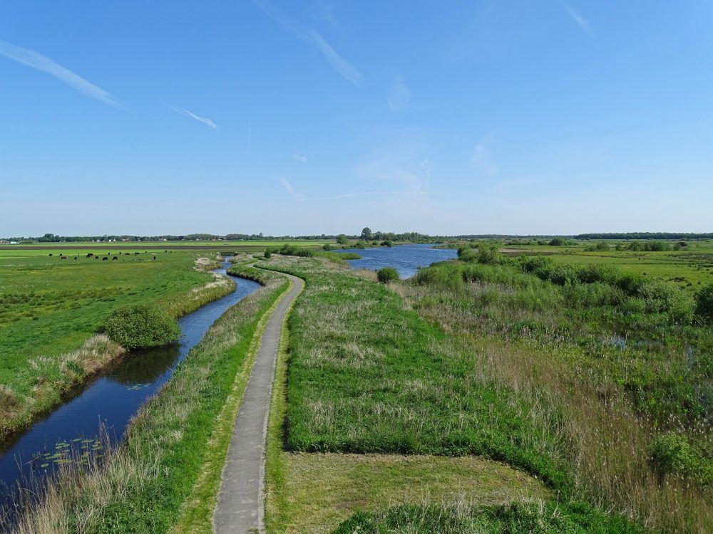 Woudbloem